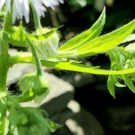 Erigeron annuus Leaf