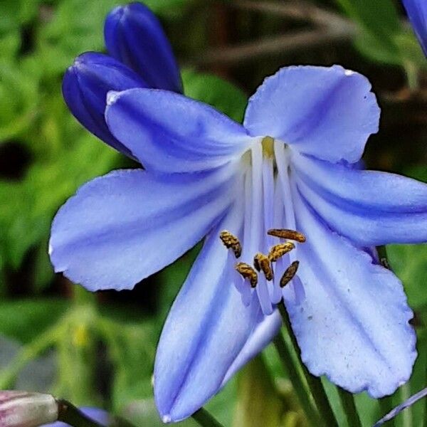 Agapanthus praecox Flor