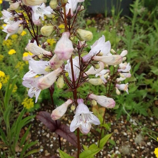 Penstemon digitalis Květ