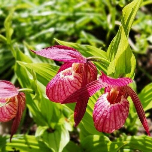 Cypripedium reginae 花