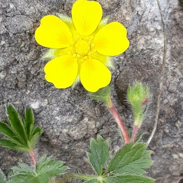 Potentilla verna Flower