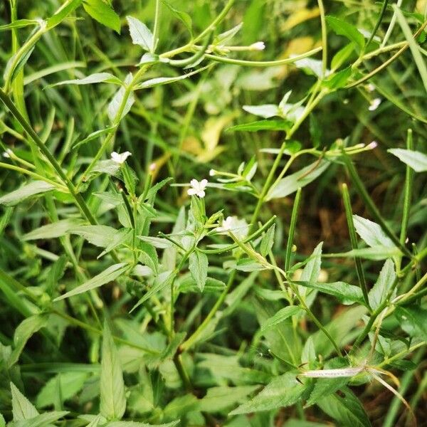 Epilobium parviflorum 叶