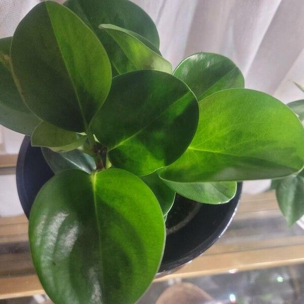 Peperomia magnoliifolia ഇല