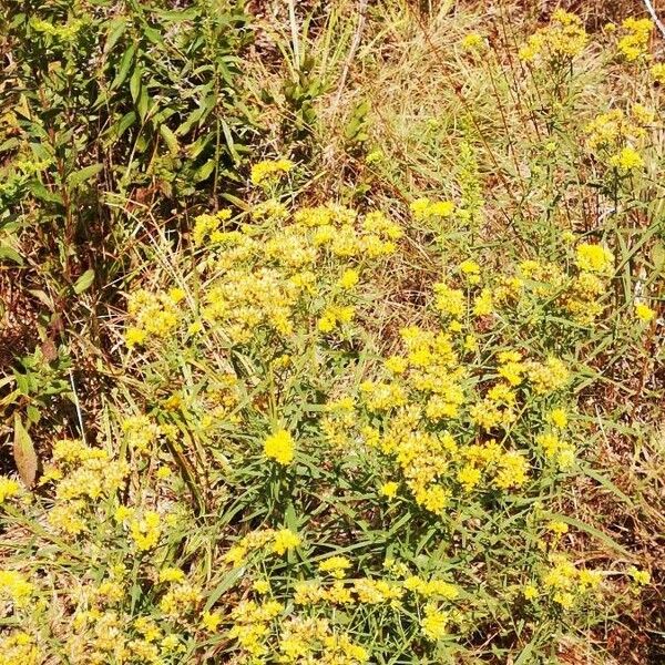 Euthamia graminifolia Bloem