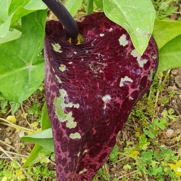 Arum dioscoridis Lorea