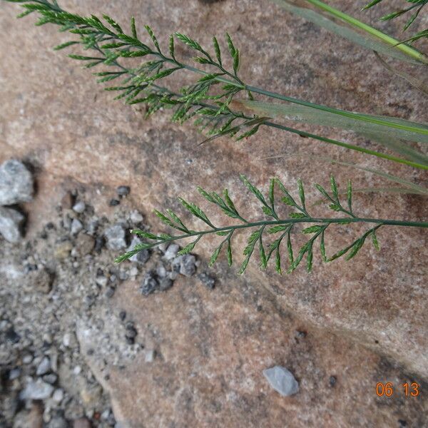 Catapodium rigidum 花