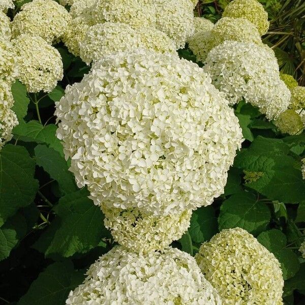 Hydrangea arborescens Žiedas