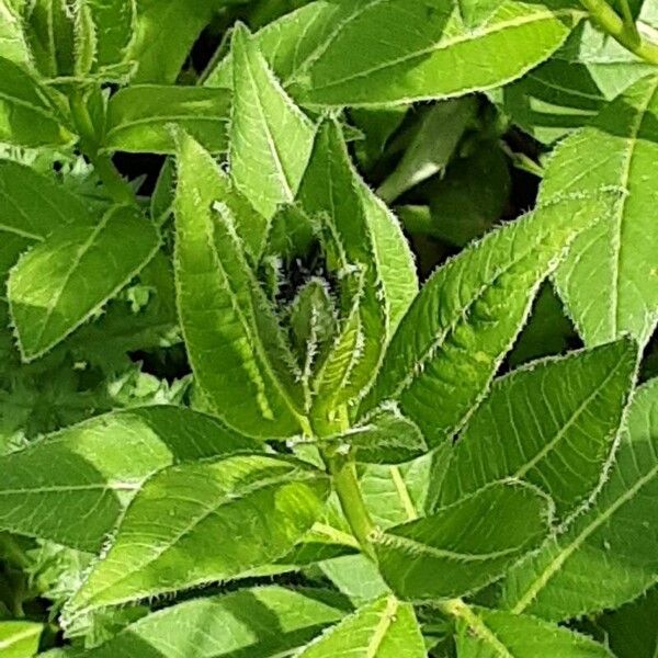 Amsonia tabernaemontana Hoja