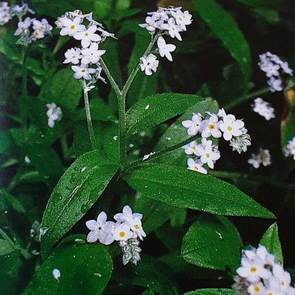 Myosotis latifolia പുഷ്പം