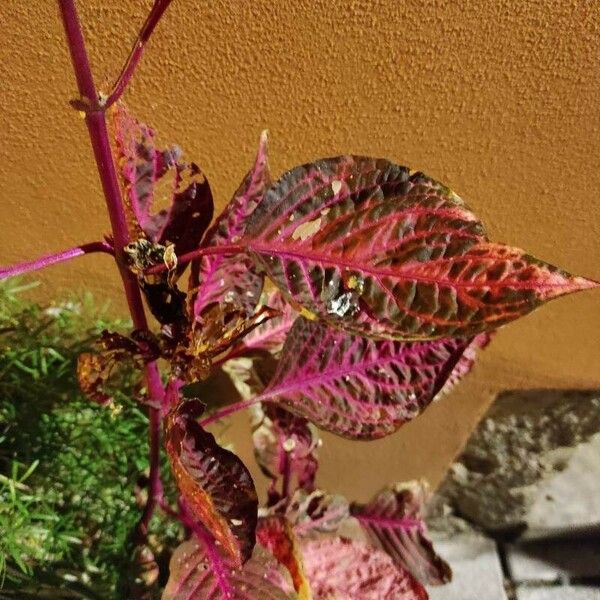 Amaranthus tricolor Kukka