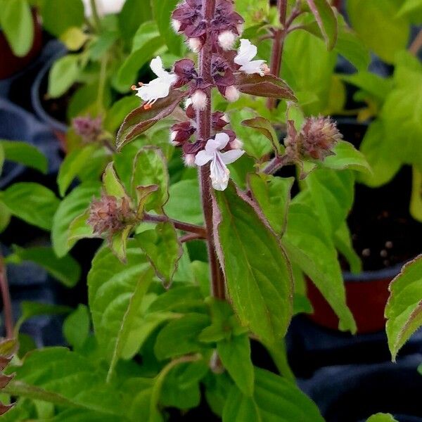 Ocimum kilimandscharicum Çiçek