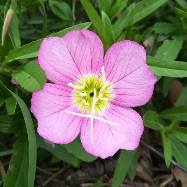 Oenothera speciosa Flower