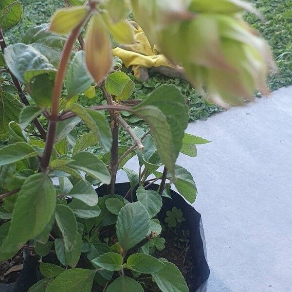 Salvia splendens Flor