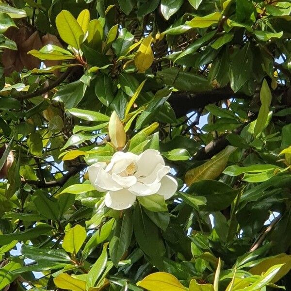 Magnolia virginiana फूल