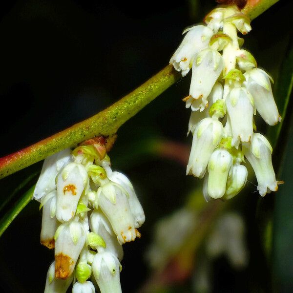 Leucothoe fontanesiana Virág