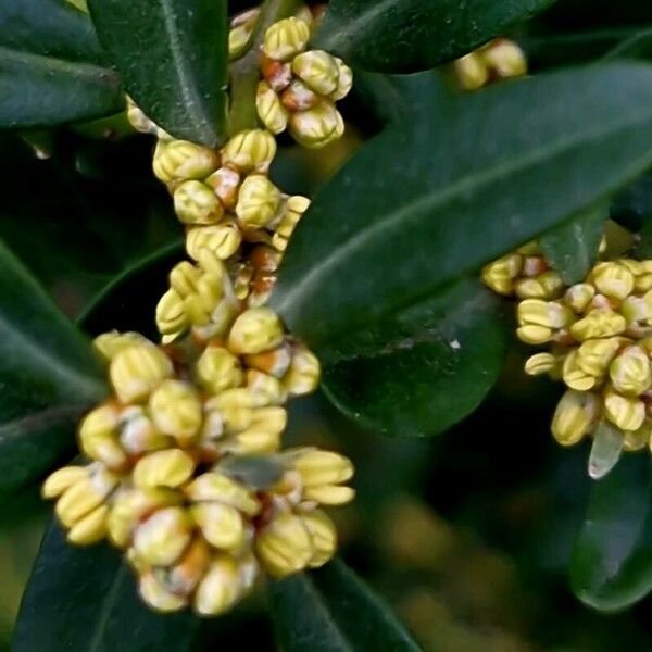 Buxus sempervirens Flower