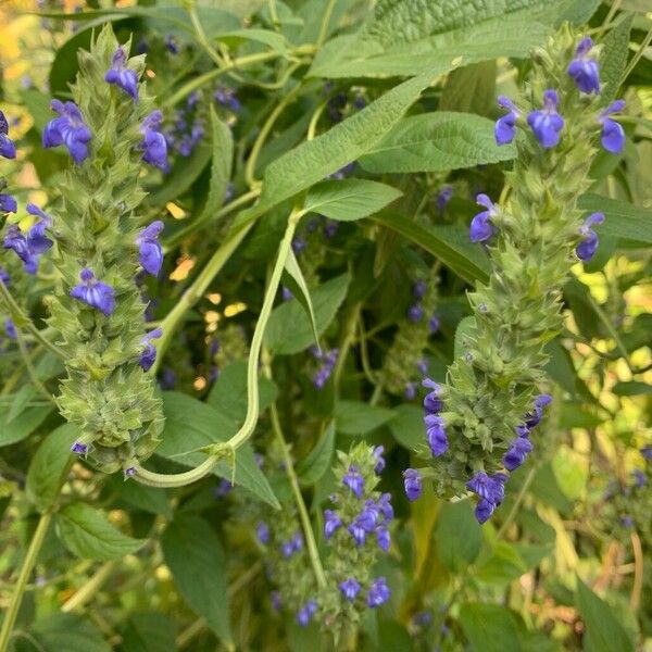 Salvia hispanica Cvet