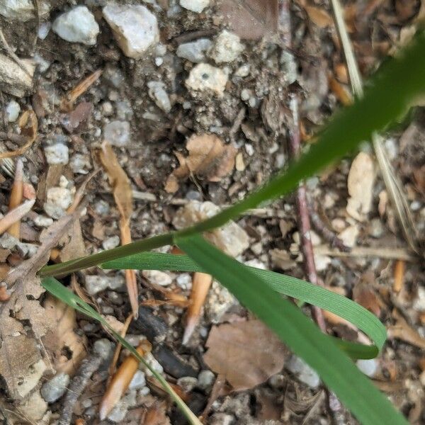 Poa compressa Lapas