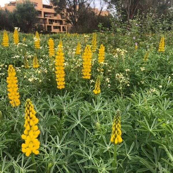 Lupinus luteus Flower