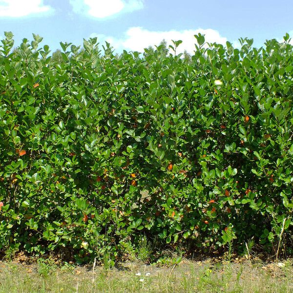 Aronia melanocarpa Yeri