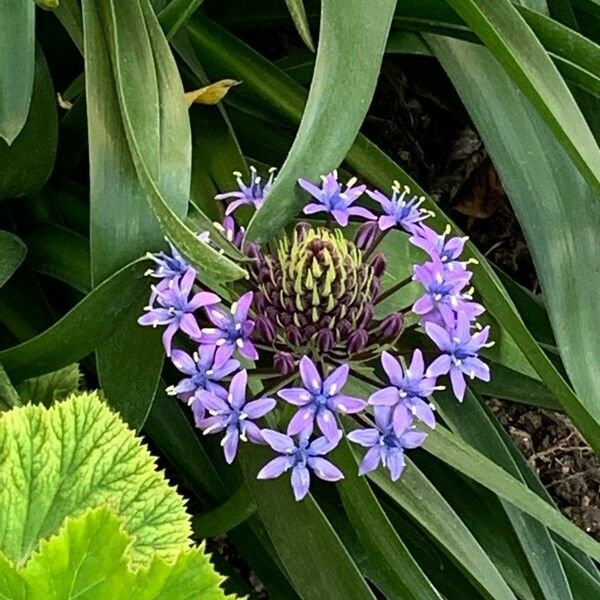 Scilla peruviana Цвят