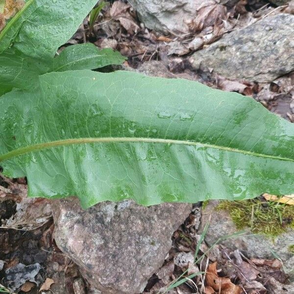 Rumex hydrolapathum Leaf