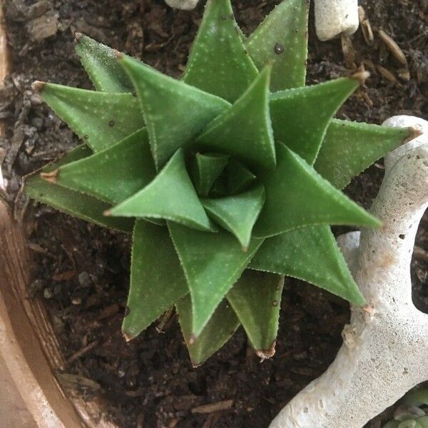 Haworthia angustifolia Leaf