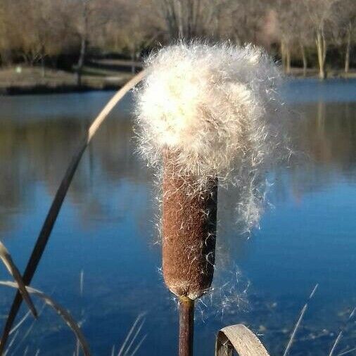 Typha latifolia ᱡᱚ