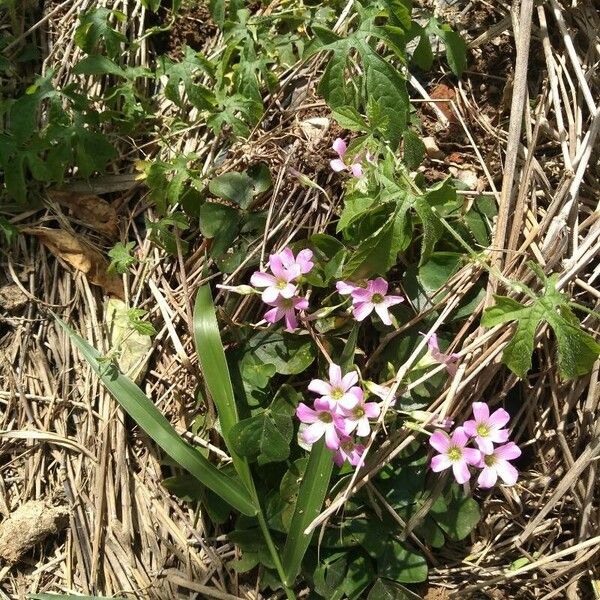 Oxalis latifolia फूल