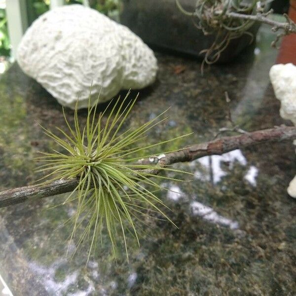 Tillandsia stricta Blad