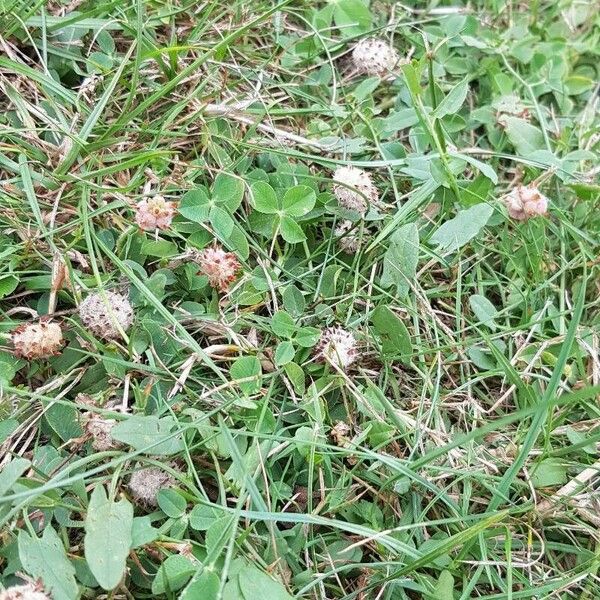 Trifolium fragiferum 整株植物