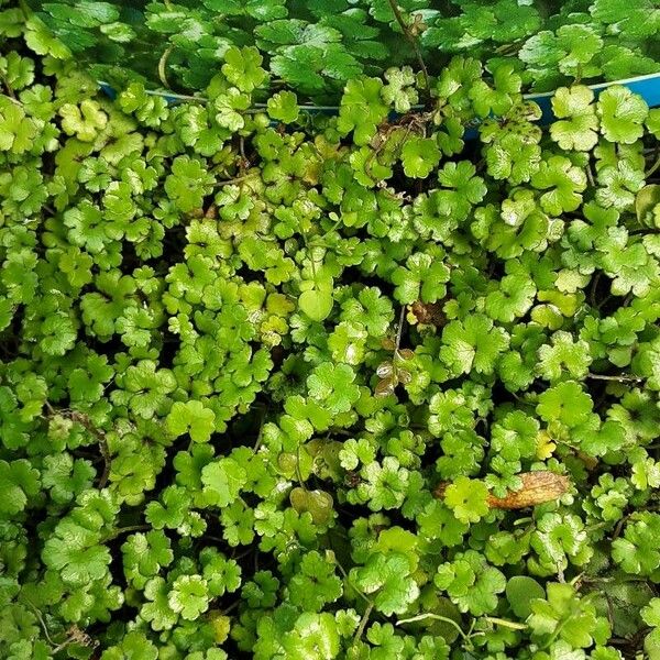 Hydrocotyle sibthorpioides Leaf