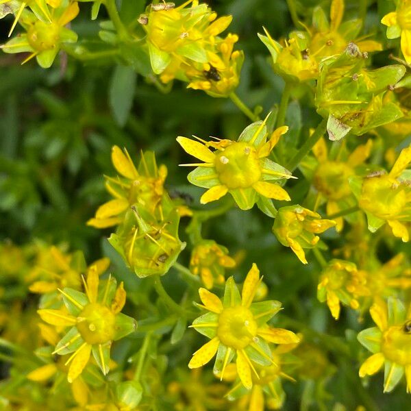 Saxifraga aizoides Flor