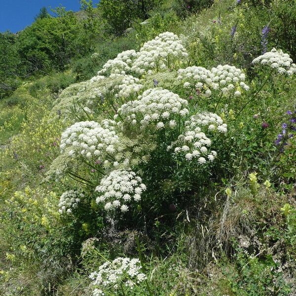 Laserpitium gallicum Blomma