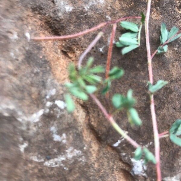 Indigofera brevicalyx Fruit