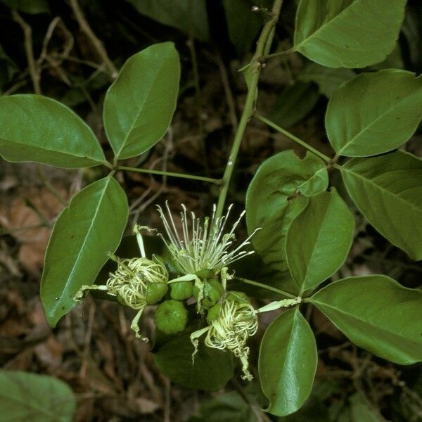 Crateva religiosa Flower