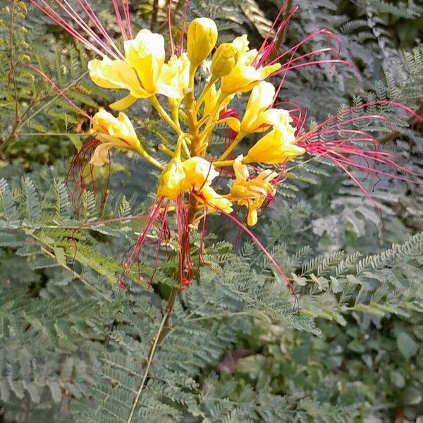 Erythrostemon gilliesii Floare