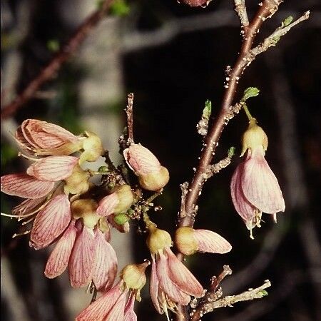 Ormocarpum cochinchinense Frutto