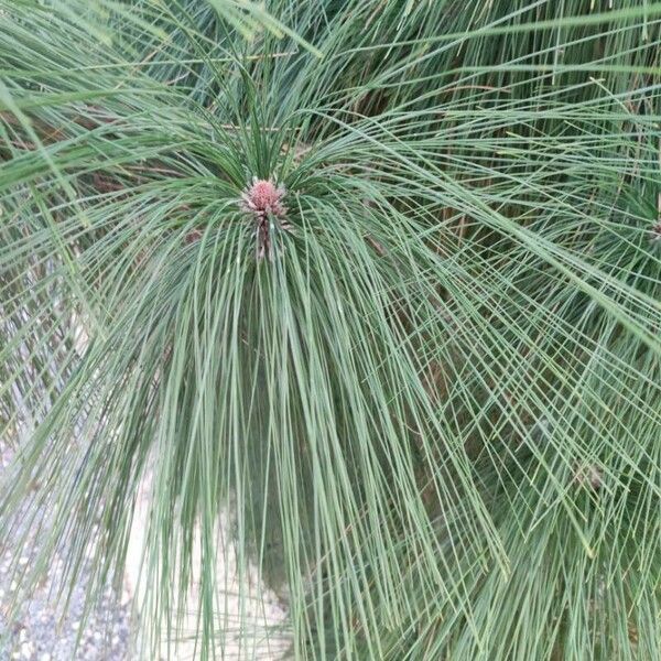 Pinus canariensis Blad