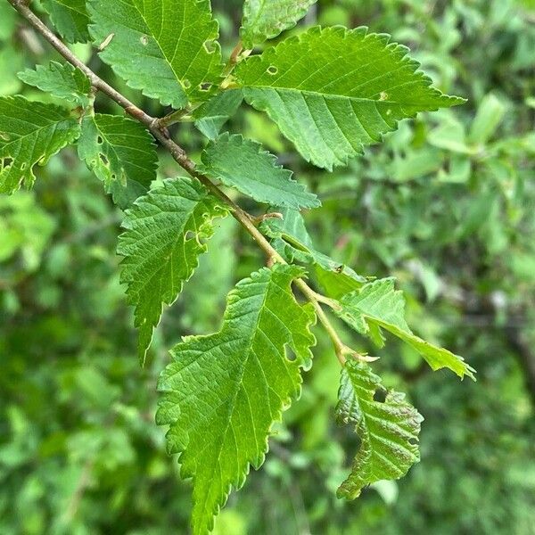 Ulmus minor Folha