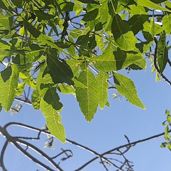 Fraxinus pennsylvanica Leht