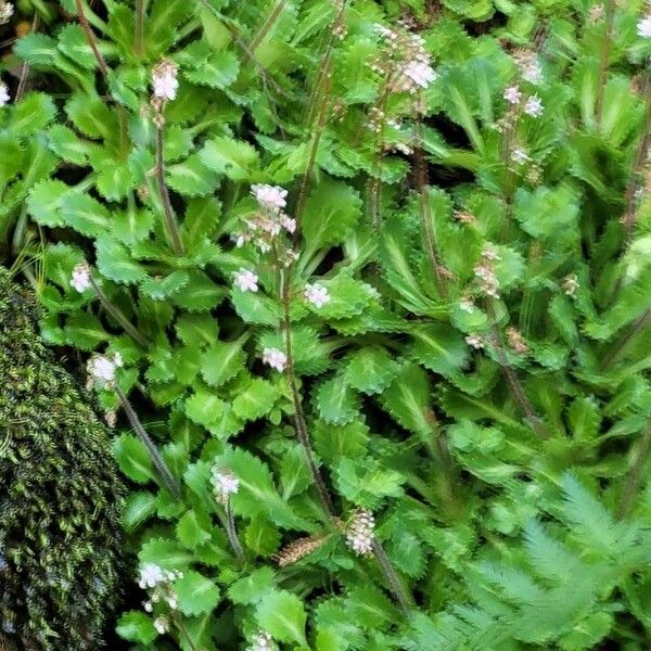 Saxifraga spathularis Flower