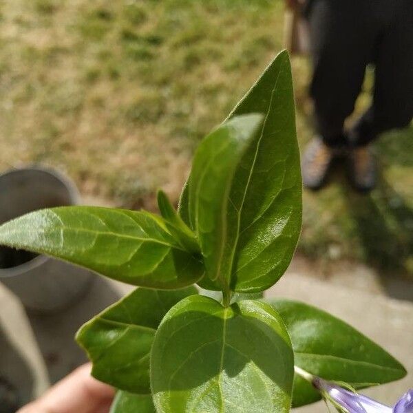 Vinca major برگ