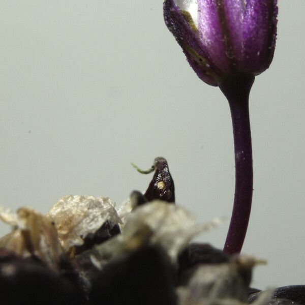 Allium scorodoprasum Flor