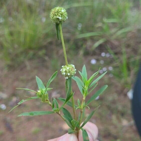 Spermacoce verticillata Листок