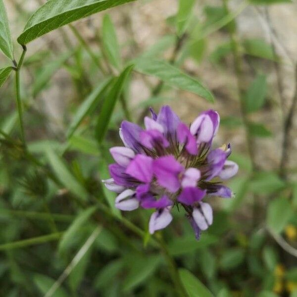 Bituminaria bituminosa 花