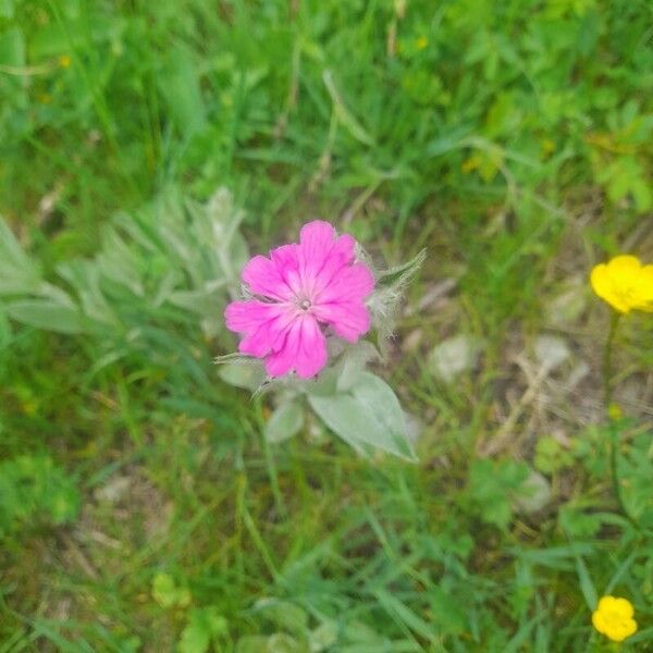 Silene flos-jovis Flower