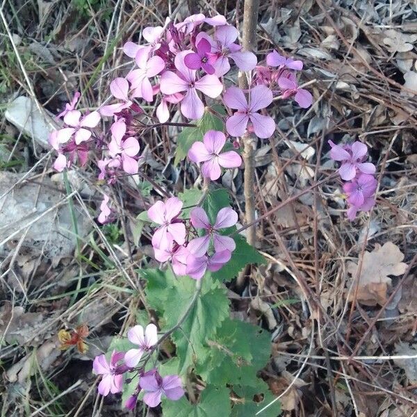 Lunaria annua Kukka