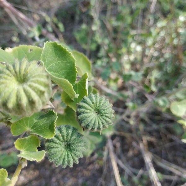 Abutilon indicum Fruit