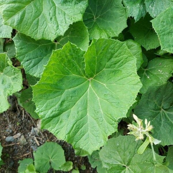 Petasites albus Leaf
